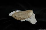 D Asaphus Lepidurus Trilobite ( Inches) #461-5